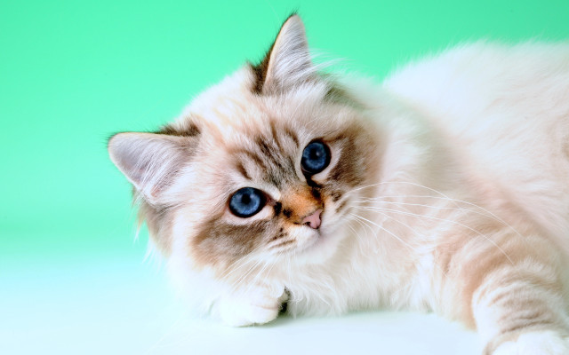 Cat blue eyes laying green free wallpaper - medium preview image