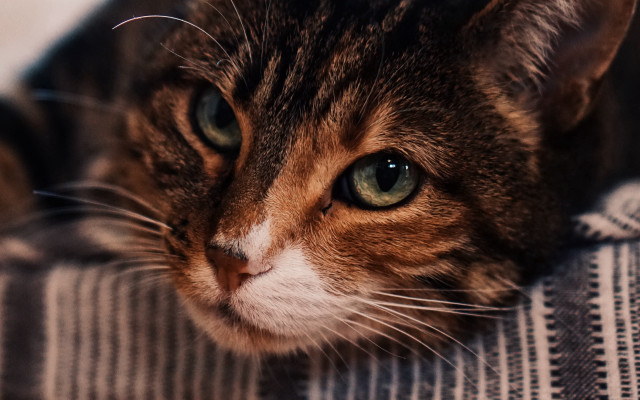 Cat couch blanket closeup tiltshift free wallpaper - medium preview image