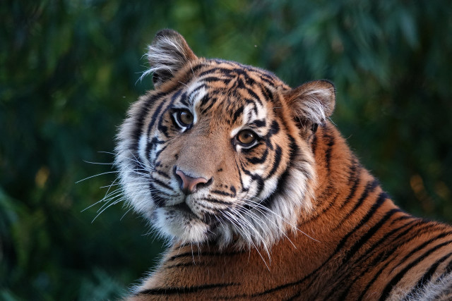 Tiger camera blurry background portrait free wallpaper - medium preview image