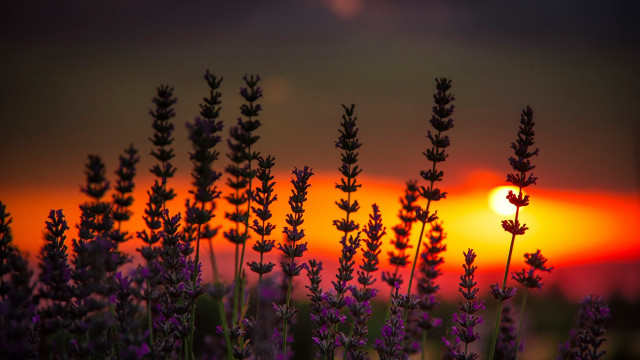 Lavender sunset autumn leaves mountain free wallpaper - medium preview image