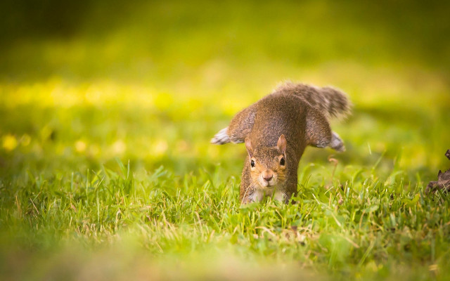 Squirrel grass sunlight nose blurry free wallpaper - medium preview image