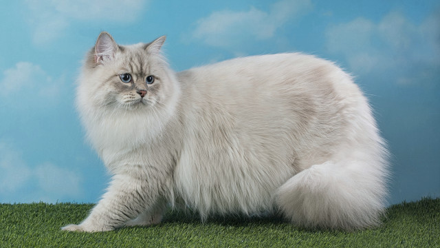 Fluffy white cat green field free wallpaper - medium preview image