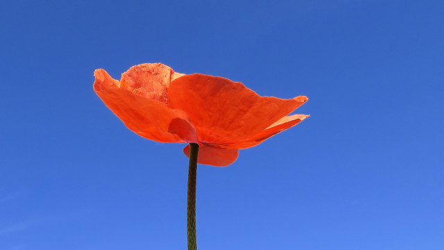 Orange flower blue sky thin free wallpaper - medium preview image