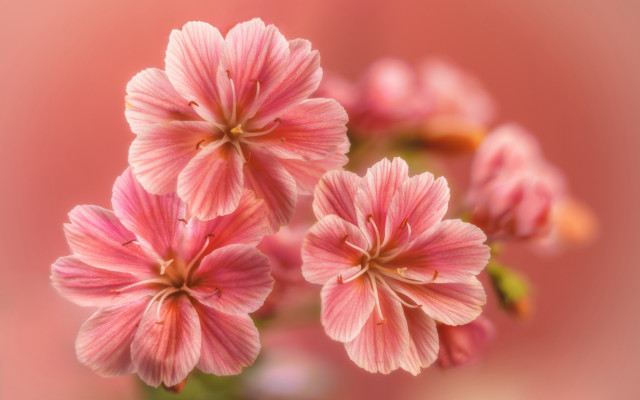 Pink flowers blurry background impressionism free wallpaper - medium preview image