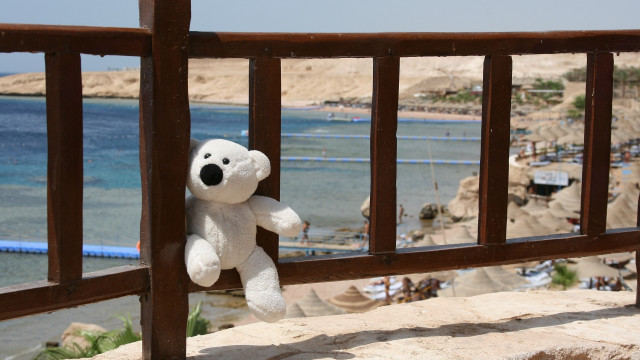 White teddy hanging ocean beach free wallpaper - medium preview image