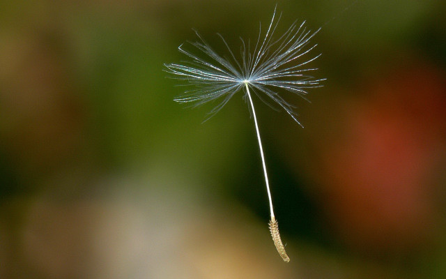 Dandelion field flowers trees night free wallpaper - medium preview image