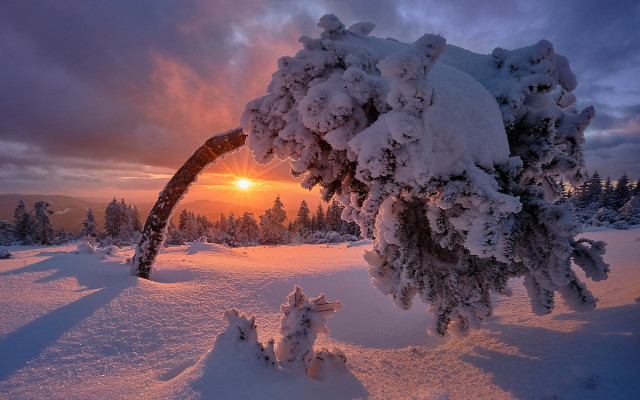 Snowy branch dusk cityscape lake free wallpaper - medium preview image