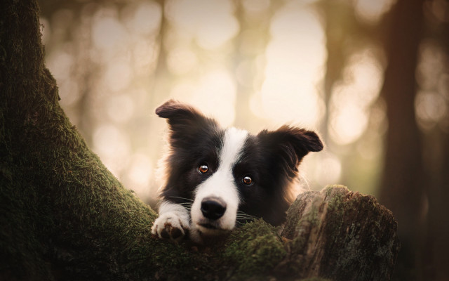 Dog peeking mossy woods photorealistic free wallpaper - medium preview image