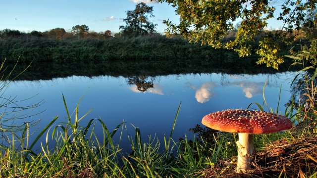 Mushroom lake reflection autumn forest free wallpaper - medium preview image