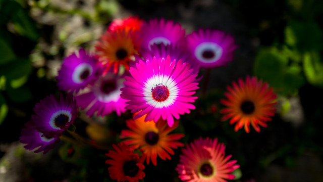 Flower field bokeh macro blurry free wallpaper - medium preview image