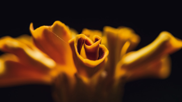 Yellow flower black background macro free wallpaper - medium preview image