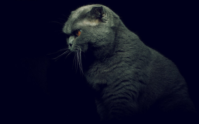 Cat gothic chiaroscuro realistic album free wallpaper - medium preview image