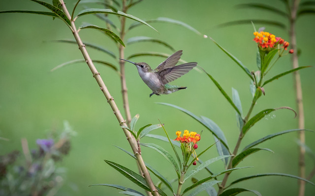 Hummingbird flower field green background free wallpaper - medium preview image