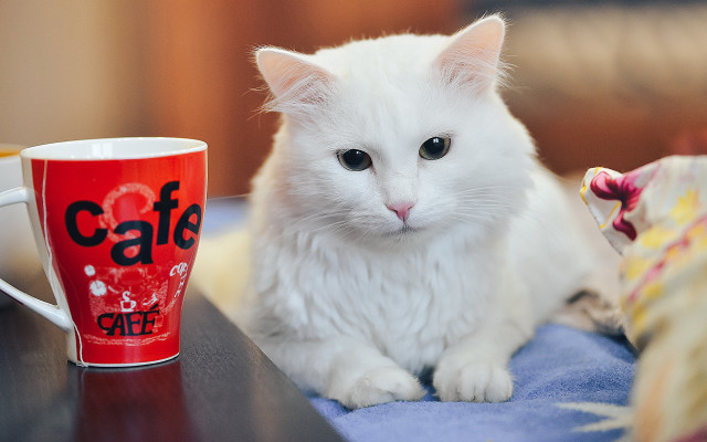 White cat coffee morning popart free wallpaper - medium preview image