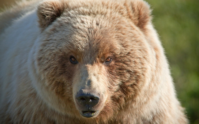 Brown bear closeup furry art #2 free wallpaper - medium preview image