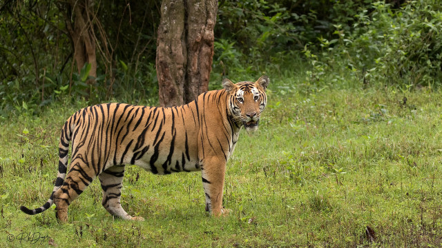 Tiger grassy field tree bush free wallpaper - medium preview image