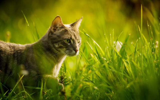 Cat grass distant focus nature free wallpaper - medium preview image