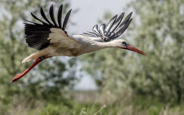 Large bird flying green field free wallpaper - medium preview image