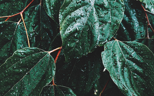 Green leaf water droplets macro #32 free wallpaper - medium preview image