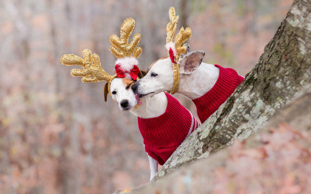 Reindeer dogs woods sweater blurry free wallpaper - medium preview image