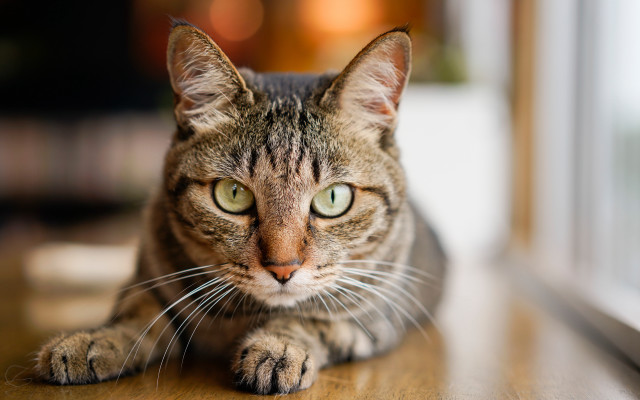 Sad cat table eyes blurry free wallpaper - medium preview image