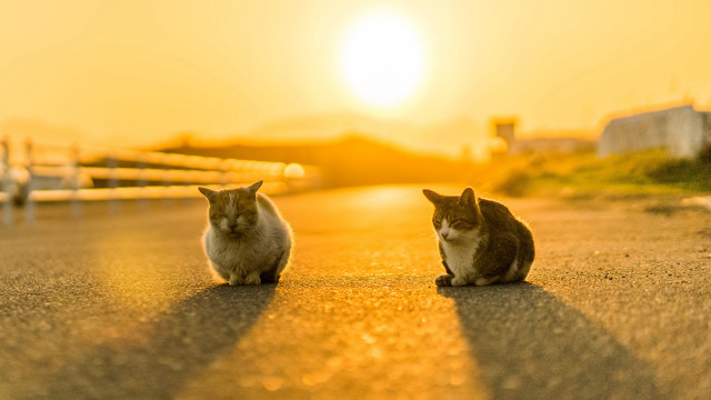 Cats sunset beach horizon dusk free wallpaper - medium preview image