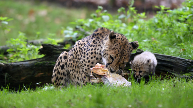 Cheetah cub playing food grass free wallpaper - medium preview image