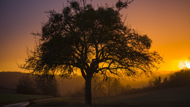 Tree sunset fog backlighting autumn free wallpaper - medium preview image