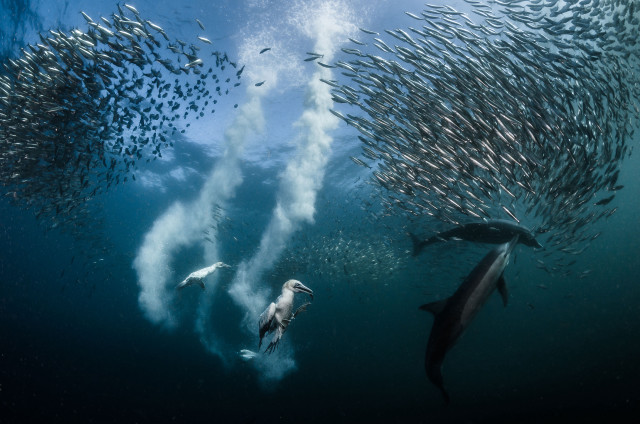Large group fish swimming ocean #2 free wallpaper - medium preview image