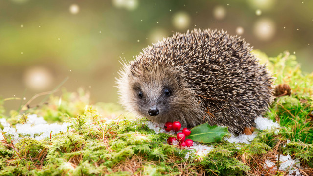 Hedgehog mossy berries leaves christmas #2 free wallpaper - medium preview image