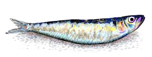 Long tail fish drawing image free wallpaper - medium preview image