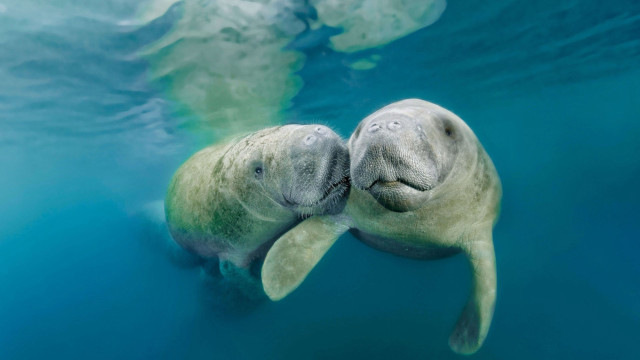 Manants swimming water noses fish free wallpaper - medium preview image