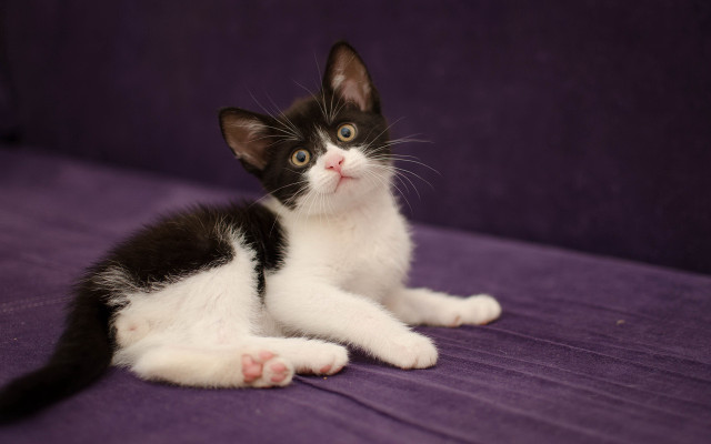 Black white kitten purple couch #2 free wallpaper - medium preview image