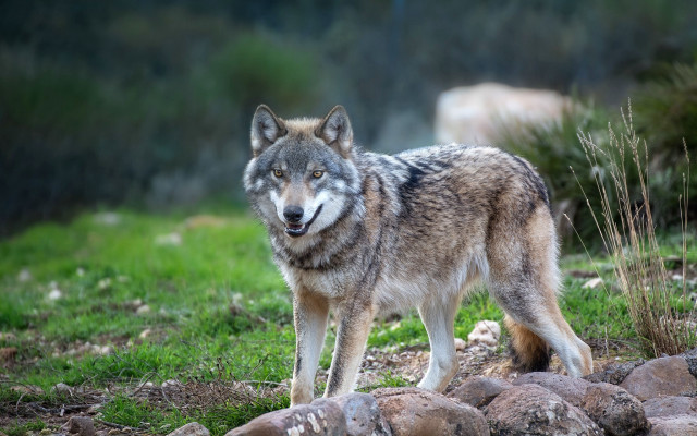 Wolf rocky hillside cattle blurry free wallpaper - medium preview image