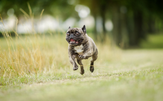 Small dog running frisbee open free wallpaper - medium preview image