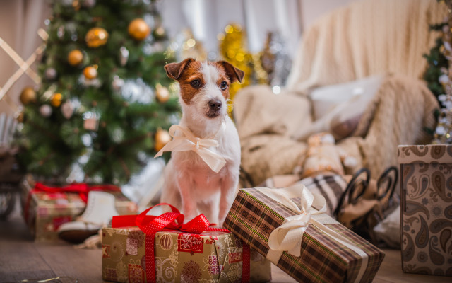Dog christmas tree presents reindeer free wallpaper - medium preview image