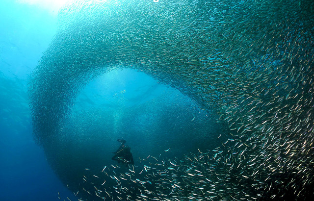 Large group fish swimming ocean #3 free wallpaper - medium preview image
