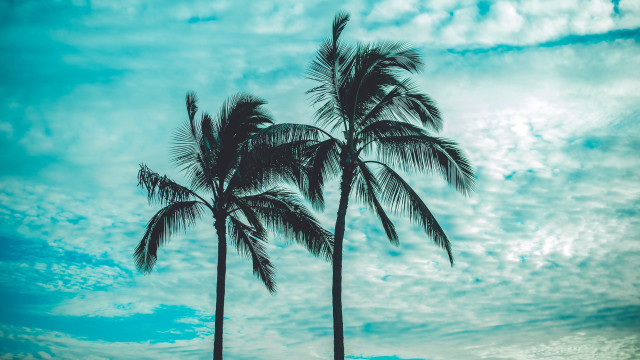 Palm trees grass sky clouds free wallpaper - medium preview image