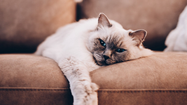 Cat couch blue eyes blurry free wallpaper - medium preview image