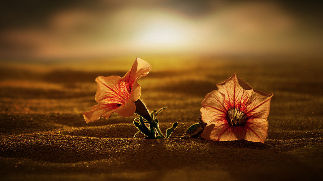 Sunset flower sand blowing orange free wallpaper - medium preview image