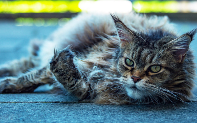 Cat open eyes blurry background #2 free wallpaper - medium preview image