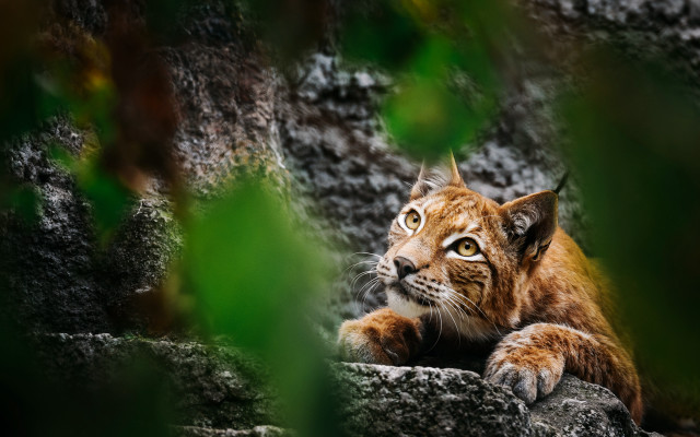 Small cat rock tree forest free wallpaper - medium preview image