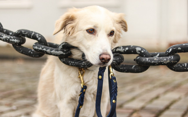 Dog leash brickwalkway bootssolostanding elkevogelsang free wallpaper - medium preview image