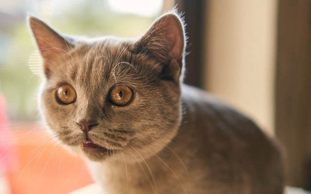 Cat surprised look ascii background free wallpaper - medium preview image
