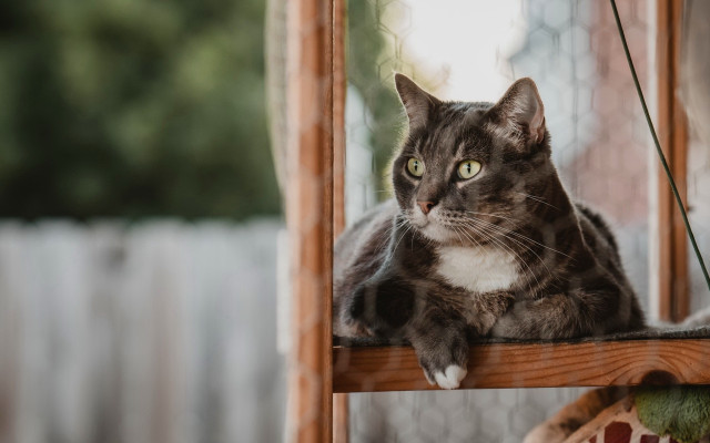 Sad cat sitting wooden shelf free wallpaper - medium preview image
