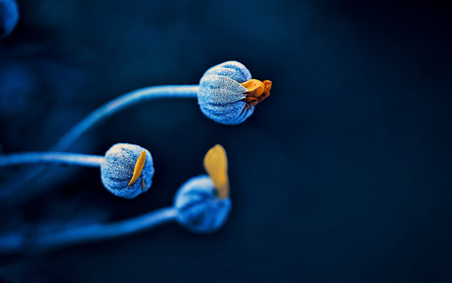 Blue flower yellow tips macro free wallpaper - medium preview image