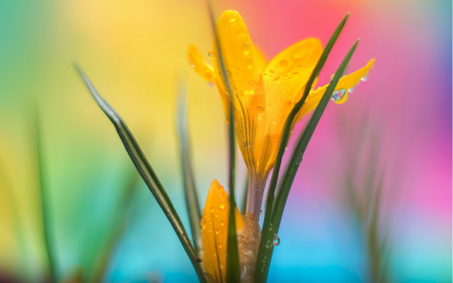 Yellow flower water droplets macro #12 free wallpaper - medium preview image