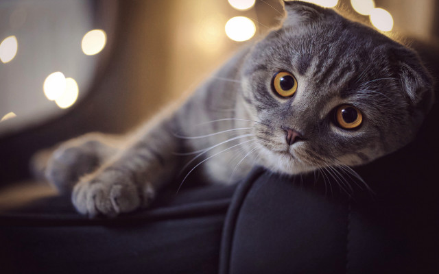 Cat couch blurry lights moon free wallpaper - medium preview image
