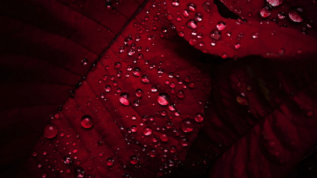 Red leaf water droplets macro #6 free wallpaper - medium preview image