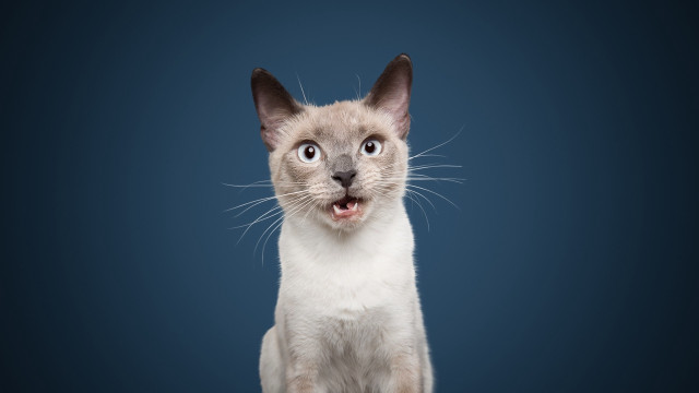 Surprised cat blue background open free wallpaper - medium preview image
